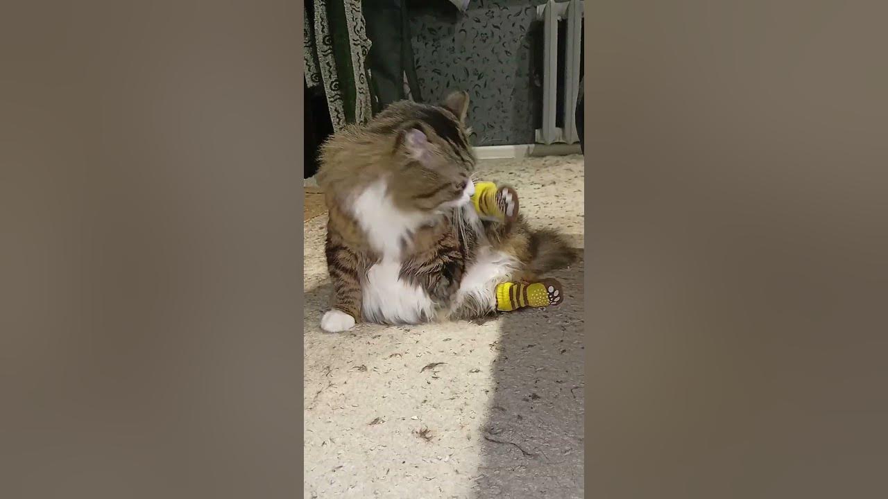 ЧТОБ ЛАПКИ НЕ МЕРЗЛИ 😸 - YouTube