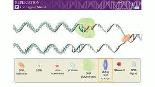 IIPROKARYOTIC DNA REPLICATION MECHINARY II TROMBON MODEL II