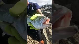 FVF® - Fuerteventura fishing. DOUBLE STRIKE #fuerteventura #fishing #shortvideo #viral #shorts