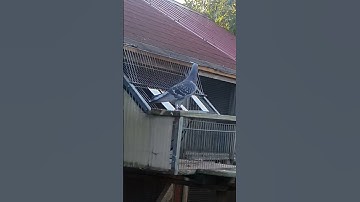 The First Pigeon From 950 Km!