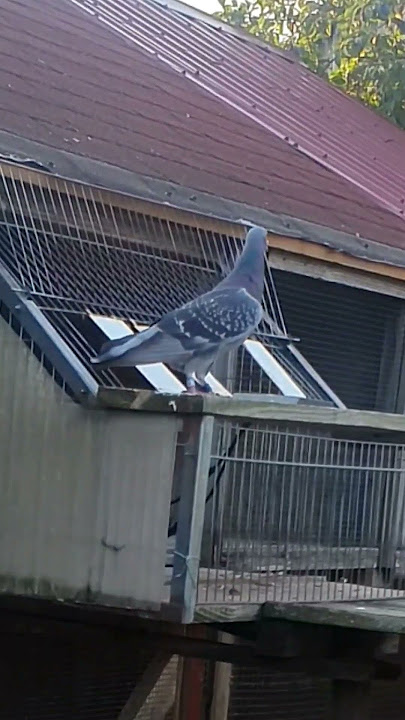 The First Pigeon From 950 Km!