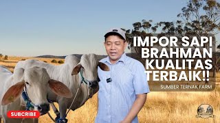SUPER BRAHMAN CATTLE BREEDING ‼️ | SUMBER TERNAK FARM