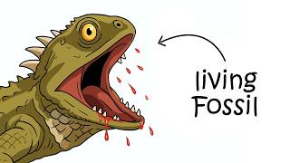 Why It S To Be Born As A Tuatara