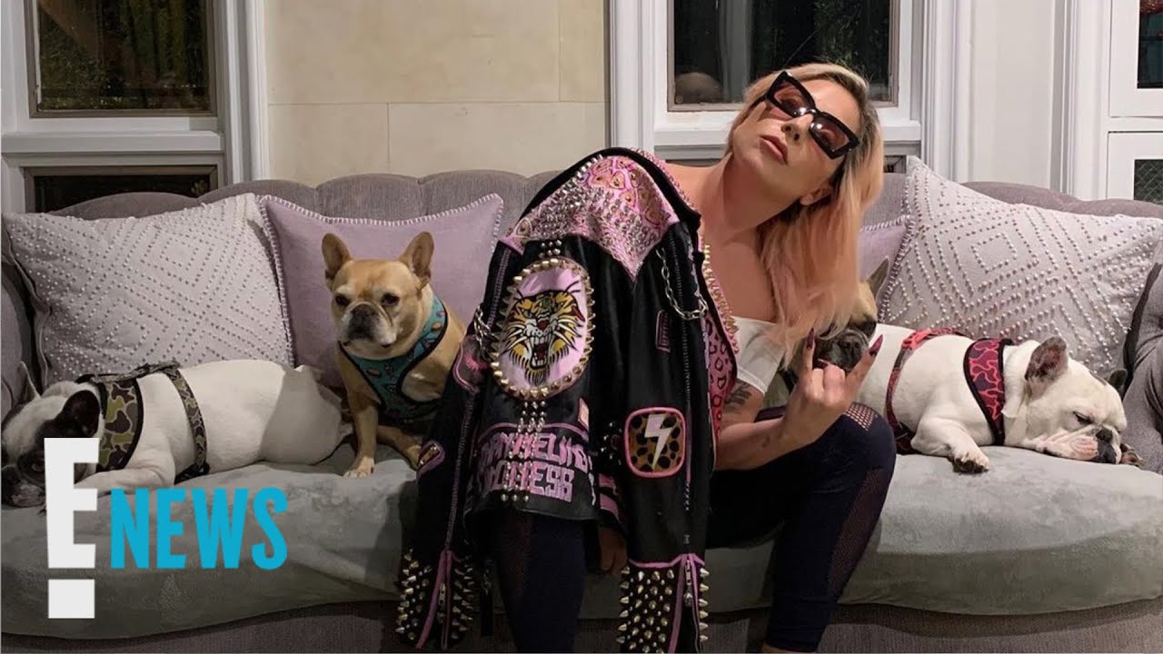 Lady Gaga's Dognappers Have Been Arrested News