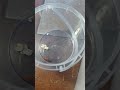 One Darkling Beetle #howtofeedyourdragon #mealwormfarming #howtofeedyourgecko #beetles
