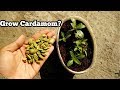 GROW CARDAMOM PLANT FROM SEEDS? (WITH RESULT) || WILL KITCHEN SEEDS GROW?