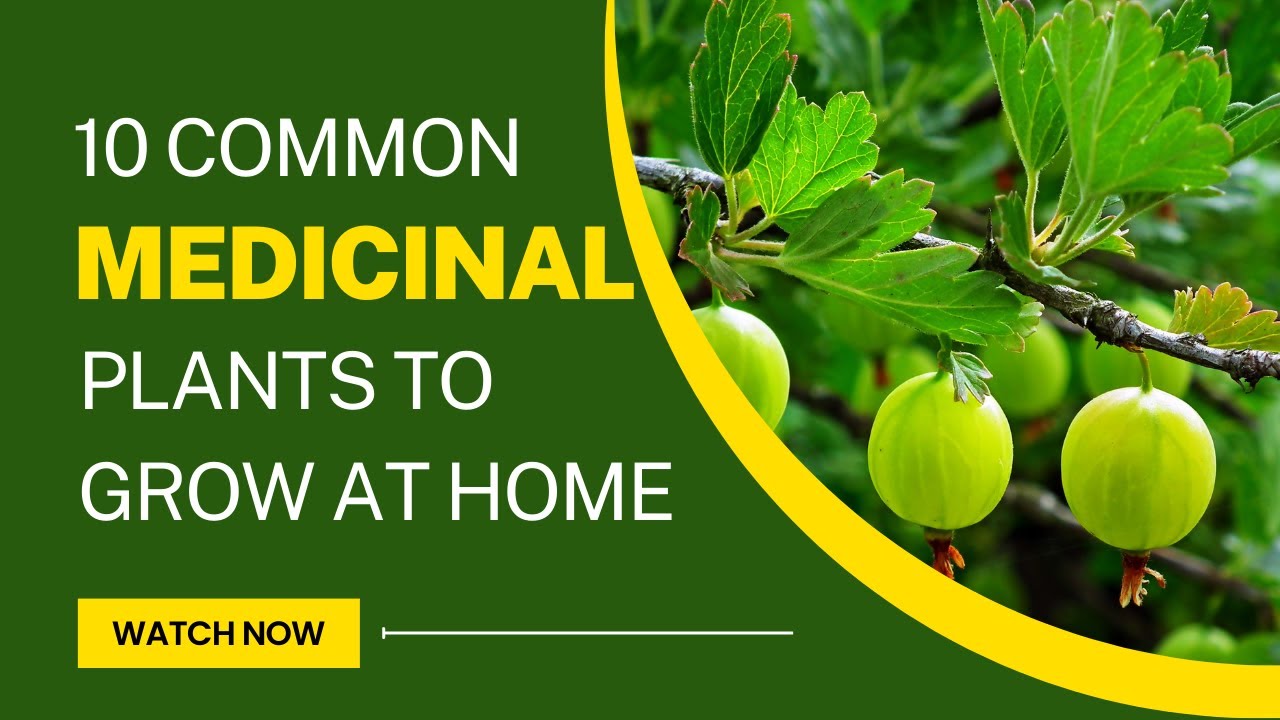 10 Common Household Plants with Medicinal Benefits YouTube