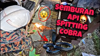 💢HATI2 BILA BERMAIN DI LUAR KAWASAN RUMAH,KHIDMAT KHAS ULAR ( RUSUK KERBAU &amp; SPITTING COBRA)