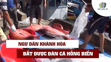 MỘT TÀU CÁ NGƯ DÂN KHÁNH HÒA TRÚNG LUỒNG CÁ HỒNG BIỂN HIẾM THẤY