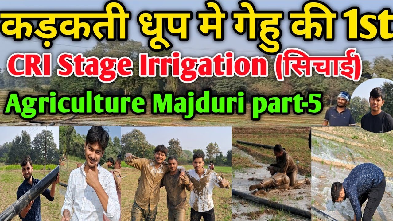 Bsc Agriculture practical work || wheat Crop CRI Stage Irrigation in Csa University Kanpur 