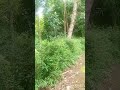 Siti hanif Kbm sedang live sekarang!