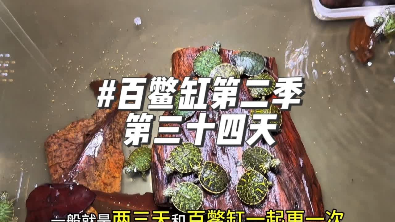 百鳖缸第二季第三十四天 小鳖缺又被咬了、听大家呼声给百龟缸增加晒台#鱼缸里的大自然 #水族 #养鱼日记 #养鱼人 #百鳖缸 - YouTube
