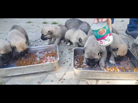 Video: Yavru Köpeklere Özel Mamalar