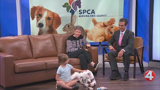 SPCA Monday: Queen is a perfect dog looking for a home