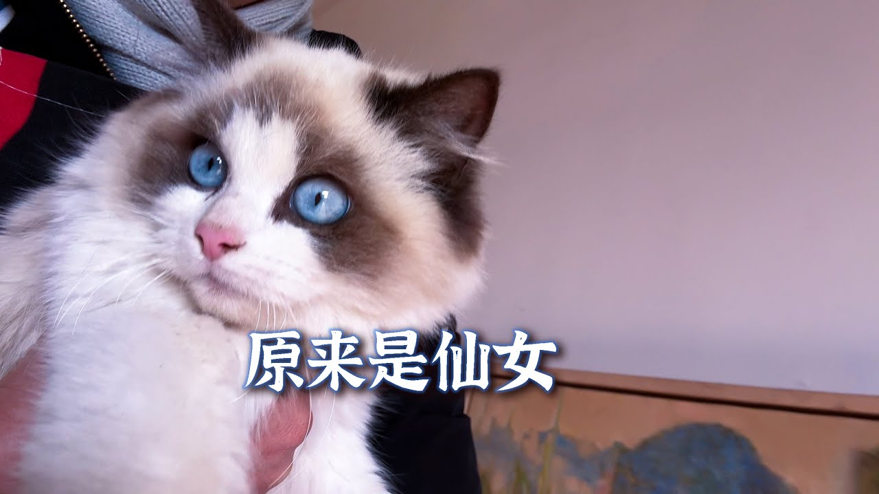 翻新流浪布偶猫，家里的狸花猫有点吃醋了