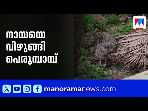 Giant python swallows pet dog; locals capture and release it into the wild | Python | Snake