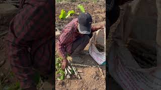 cassava planting natural cassava life cooking viral