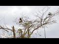 Bird Trap - Amazing Song Dove - Smart Wild Dove