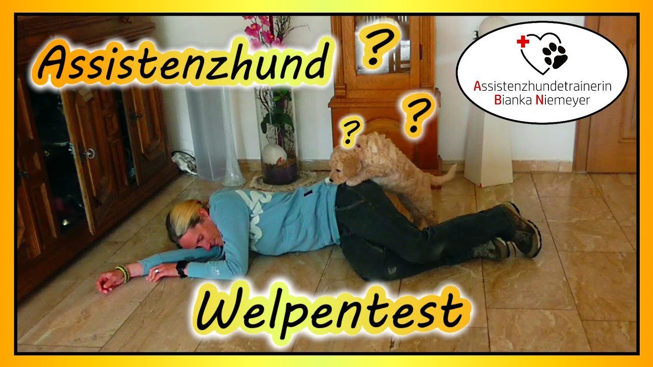 Assistenzhunde Welpentest | Welcher Welpe eignet sich? | Bibi & die helfenden Hunde