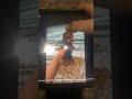 Black yoshi mother f*cker