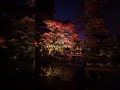 秋の宵、六義園の紅葉ライトアップ🍁