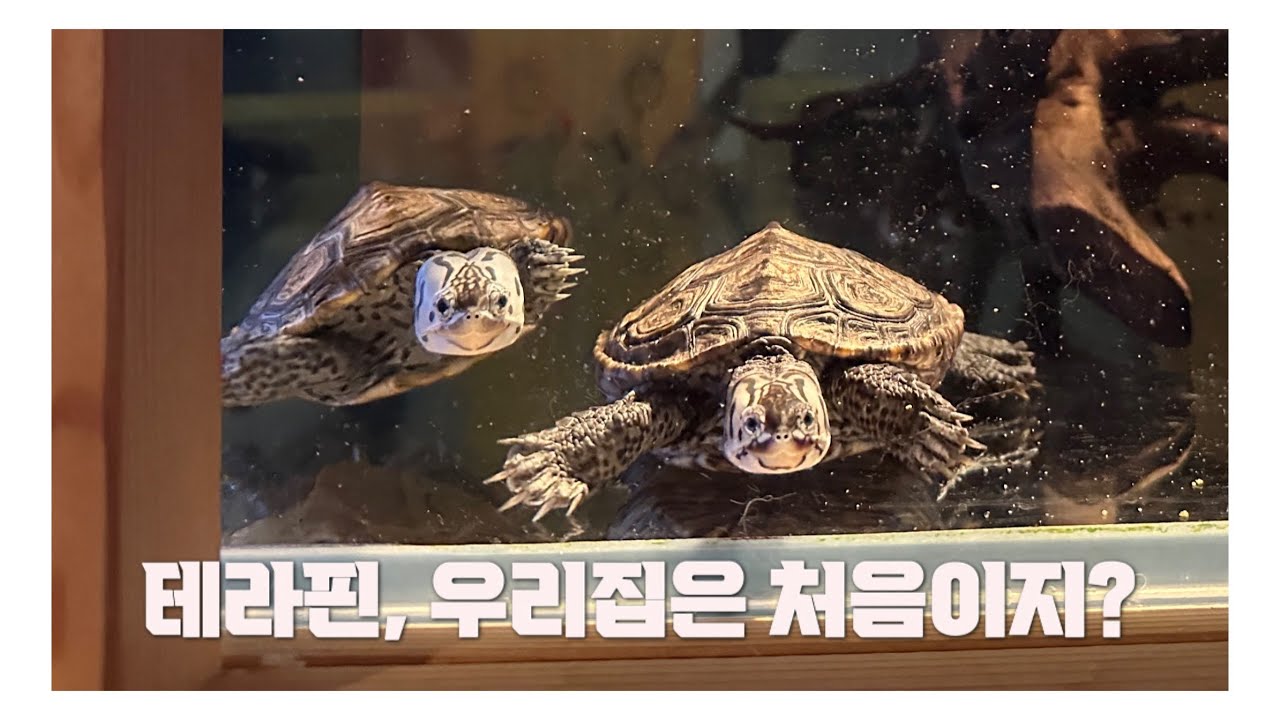 안녕..? 테라핀..?/물생활 VLOG/ 