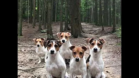crazy JACK RUSSELL TERRIER Family