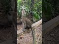 MUST VISIT! Monkeys at Singapore’s Rainforest. An incredible place