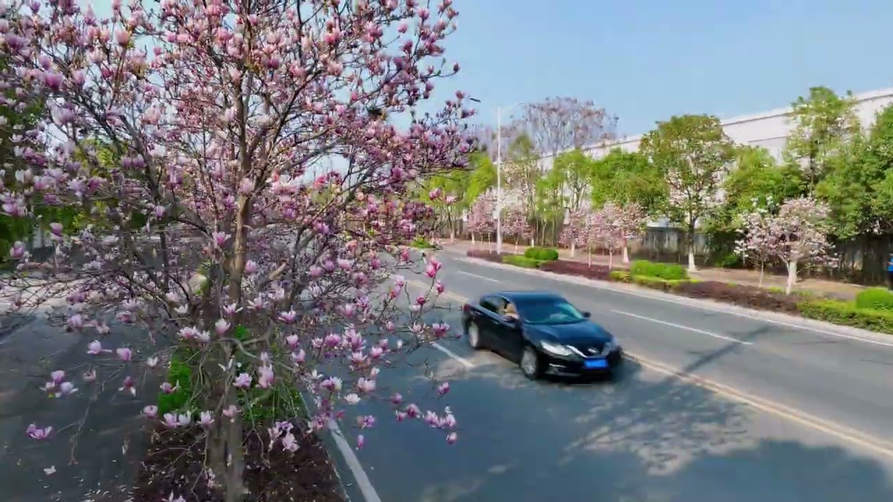 Magnolia flowers create a soft pink corridor in Yichang