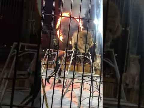 من داخل مهرجان السيرك الايطالي في مرسى مطروح عروس الساحل الشمالي كابتن ابوبكر المصري  