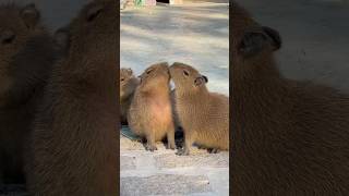 Food War Between Two Capybaras – Cutest Argument Ever! 😆🦫 #capybara #funnyanimals #pets