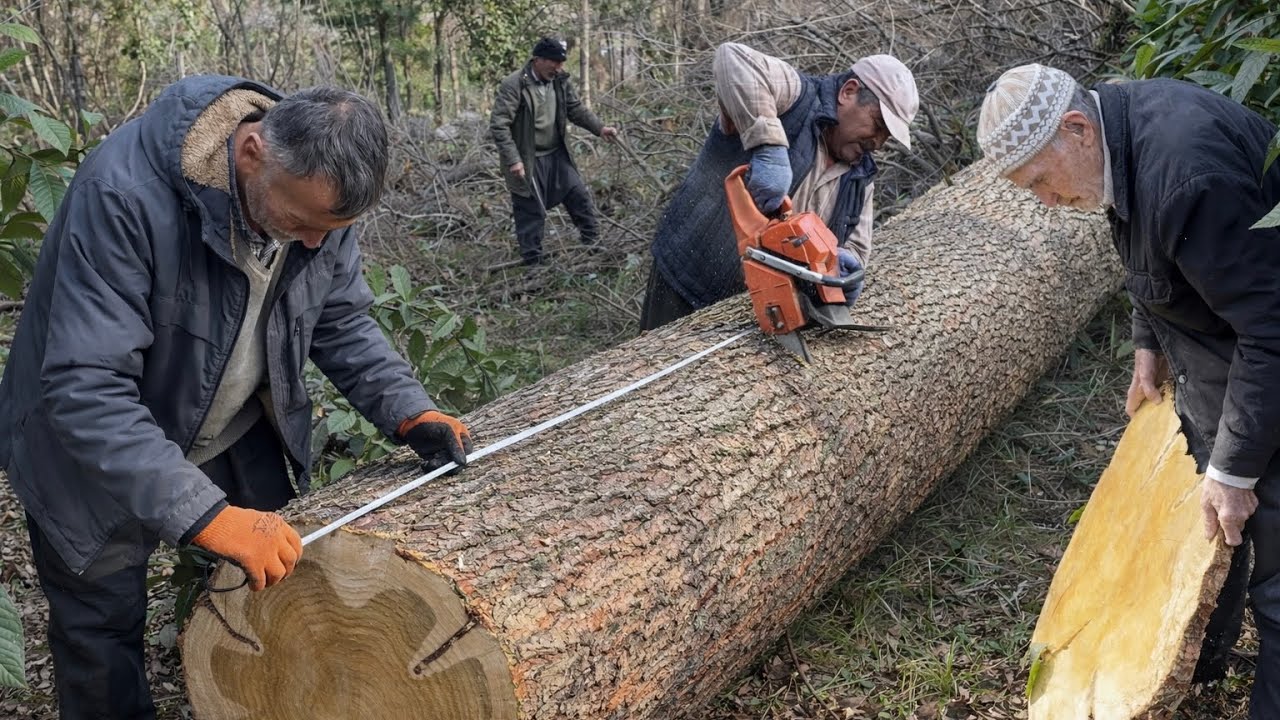 Bu Ağaç Kırmızı Canavara Dayanamadı !