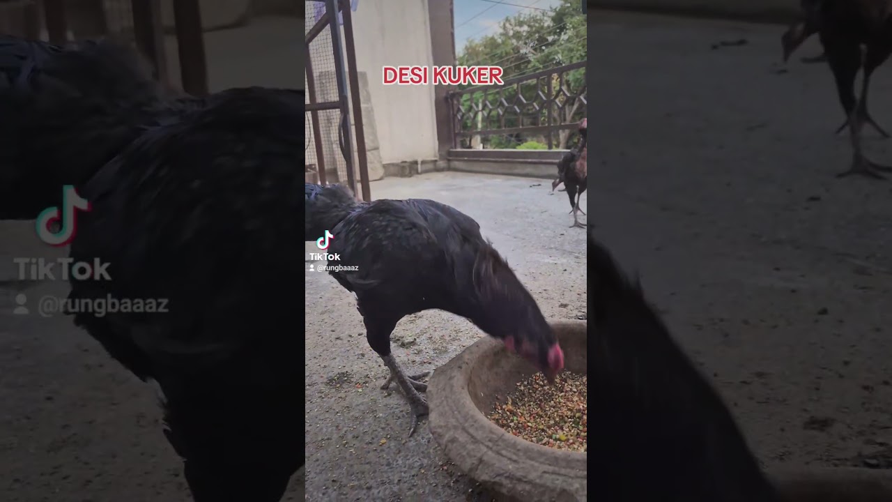 desi kuker murgha aseel bird