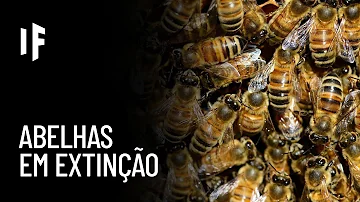 O que ocorreria se as abelhas fossem extintas?