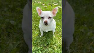 Wait For It‼️ What Do You Think⁉️ #funnyshorts #chihuahua #funnydogs #cutedog