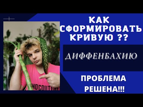 ПЕРЕУКОРЕНЯЕМ Диффенбахию Правильно/КУЧУ ДЕТОК