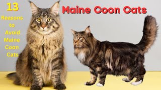 13 Reasons To Never Ever Adopt A Maine Coon Cat  Baby and Cute Cats | Kittens and Funny Animals