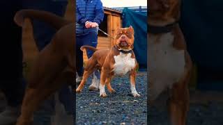 Black Pitbull Lover Dogs