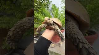 African spurred tortoise 🐢♥️ #tortoise #tortoisevideo #tortoisefacts #shorts #viral #nature