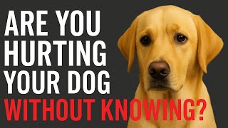10 Common Mistakes That Secretly Harm Your Dog — Fix These Now!