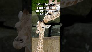 Famous Animals deserve second chances ❤️ Net Worth