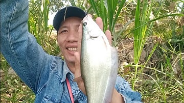 Câu cá rô đồng, trê vàng: giao lưu cùng các cần thủ ngày giáp Tết ,Gặp con kênh cá tra lộn như nuôi.