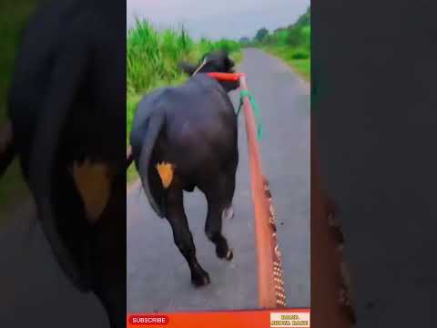 jhota race new