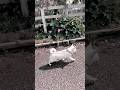 花壇の横を散歩する保護犬コマメ