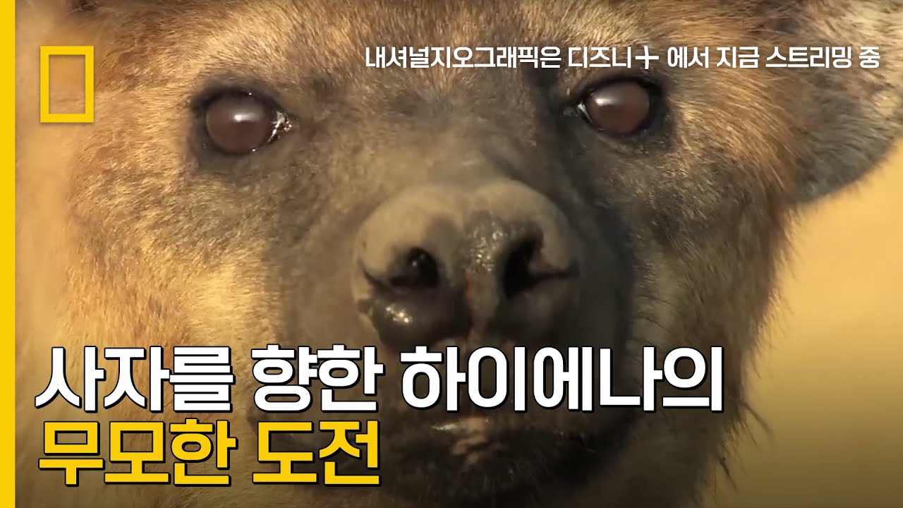 두려움을 이겨낸 배고픔, 사자의 먹잇감을 노리는 하이에나