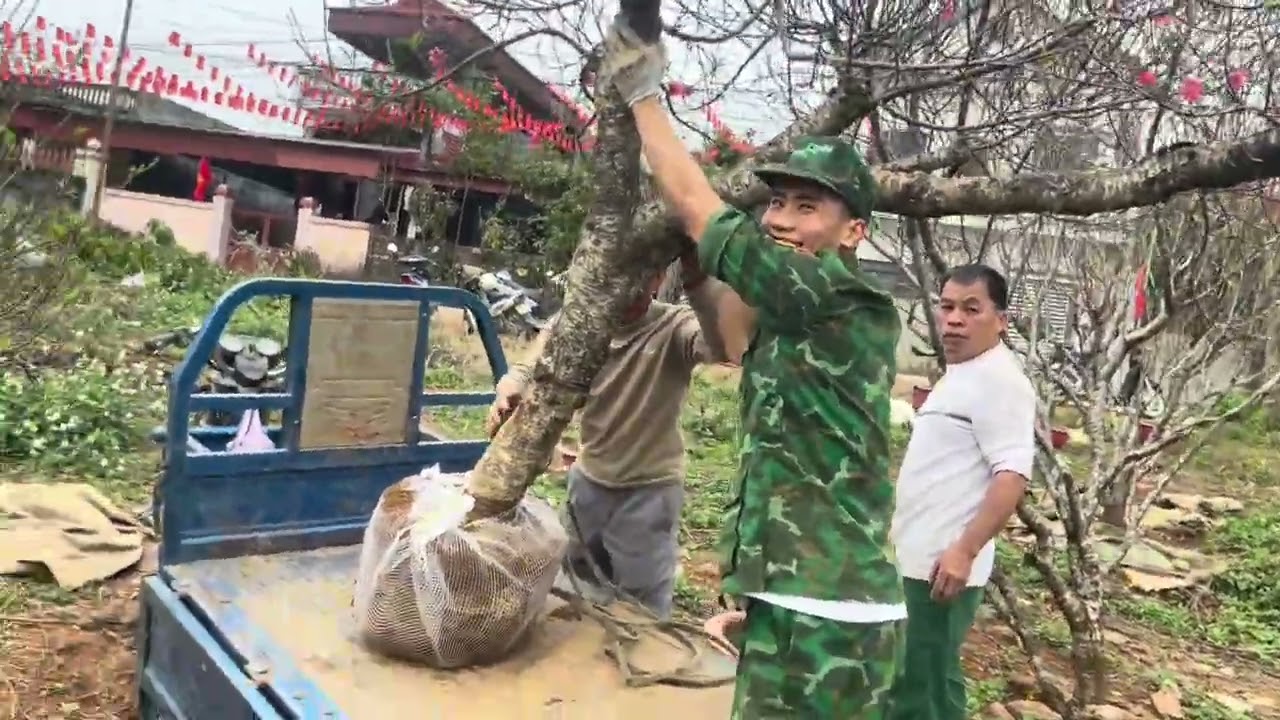 Cách chuyển cây đào trồng vào chậu cho khách chơi tết xong qua tết chuyển về trồng hồi phục 100%