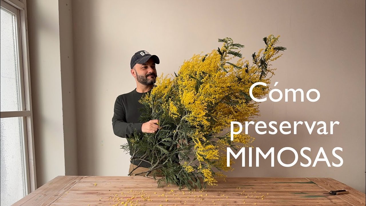 Cómo preservar mimosas