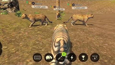 The Tiger | gameplay walkthrough part 9 | Red Chilli Gaming | Android iOS