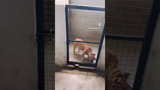 Mhenat jari 😍 @RanjitBawa #shortvideo #viralvideo #dog #farmer
