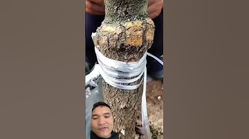 Cắt ghép cây cảnh ở Trung Quốc #farming